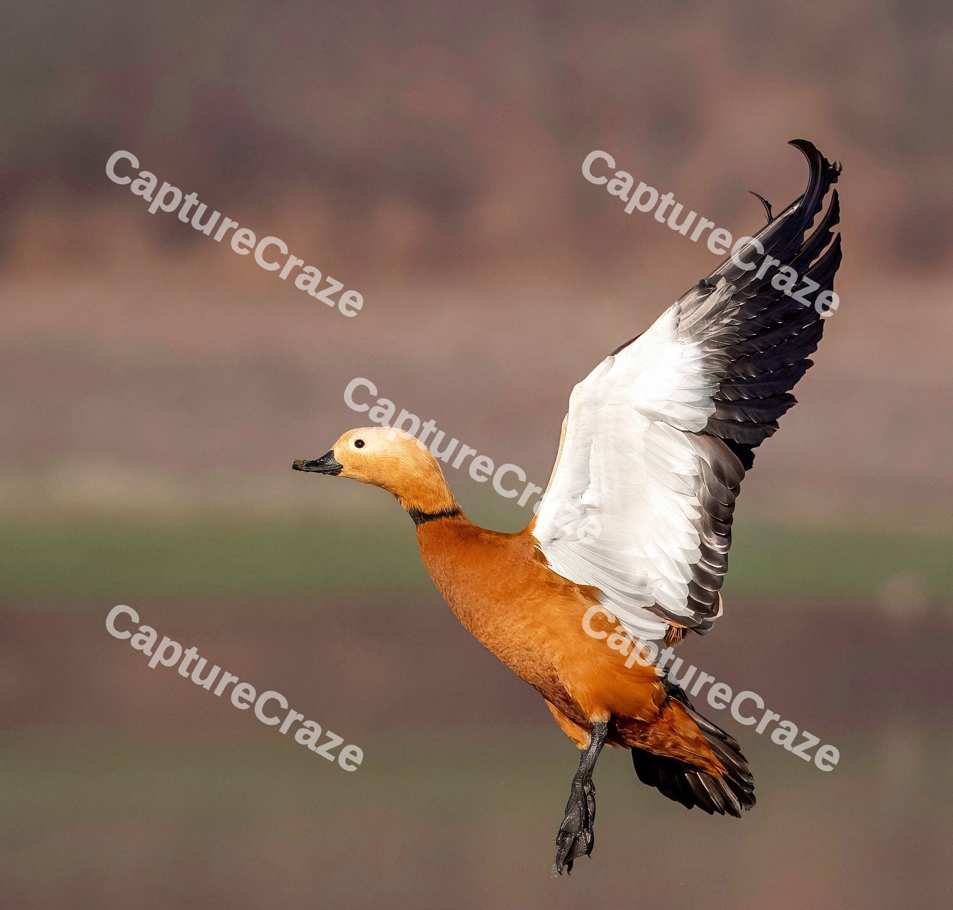 Ruddy shelduck bird flying